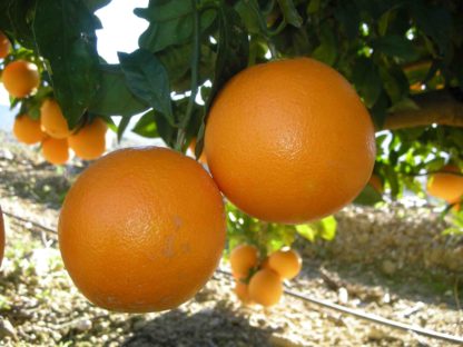 Naranja (eco) (kg)