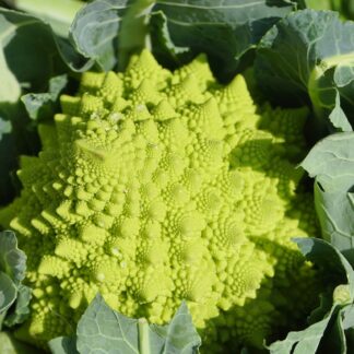 Romanescu biozaki