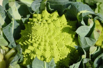 Romanescu biozaki